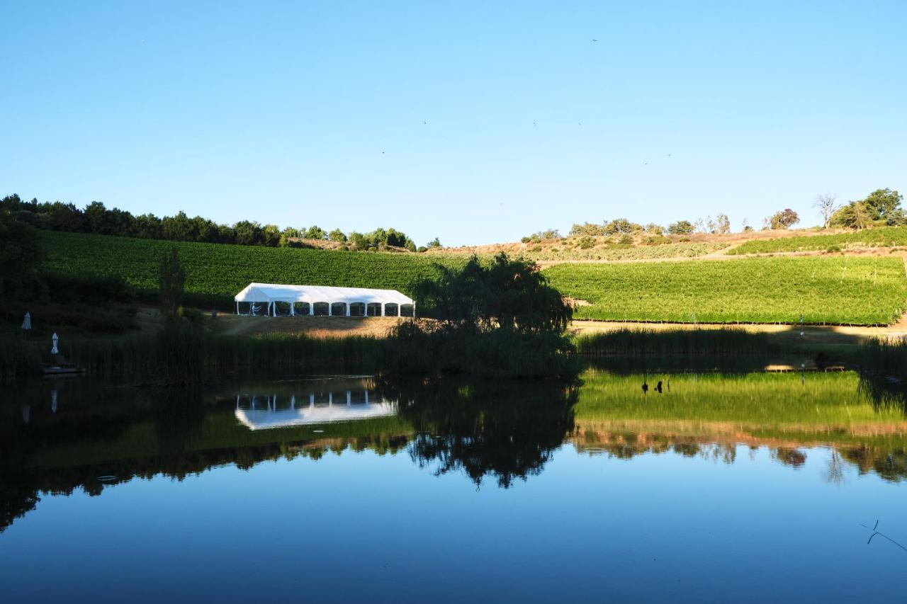 Alluvia Boutique Winery & Luxury Accommodation 斯泰伦博斯 外观 照片 The vineyard at the winery